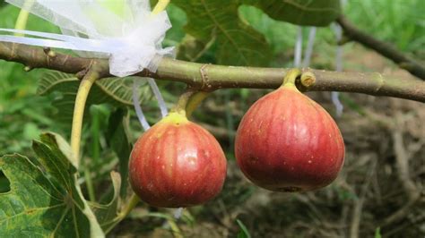 無花果 種|無花果種植教學 